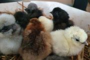 Usa Silkie Chicks