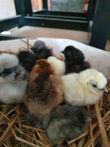 Usa Silkie Chicks