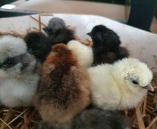 Usa Silkie Chicks