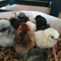Usa Silkie Chicks