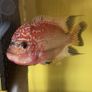 Fish Tank Image 3