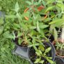 Buddleia plants - various sizes Image 3
