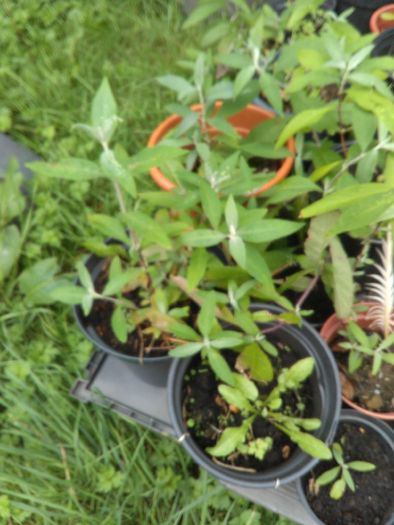 Buddleia plants - various sizes