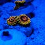 Mind Trick Zoa Image 4