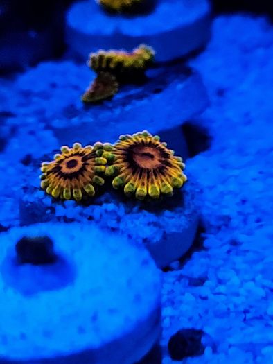 Mind Trick Zoa