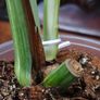 No.70 Monstera Albo Image 7
