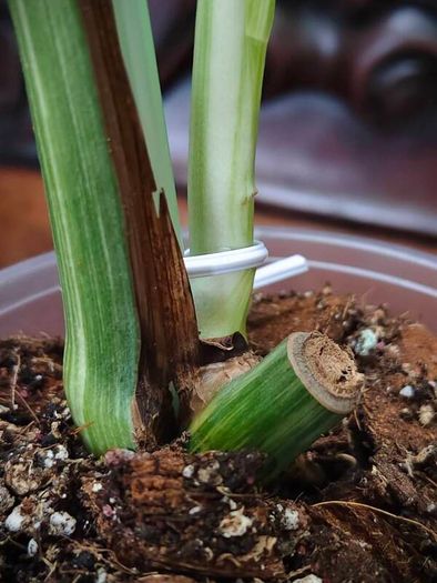 No.70 Monstera Albo