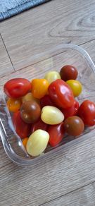 Mixed Baby Plum Tomato Plants