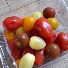 Mixed Baby Plum Tomato Plants