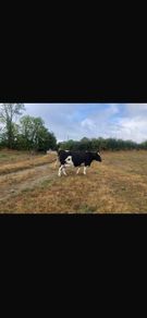 Livestock