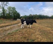 Livestock