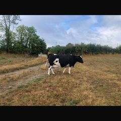 Livestock