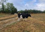 Livestock