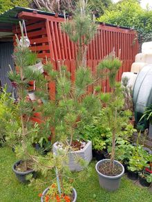 4Pine trees