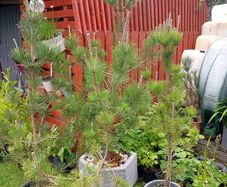 4Pine trees