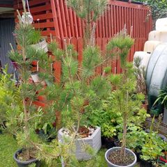 4Pine trees