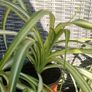 Spider plant, small and well established plant available. Image 4