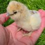 day old silkie chicks Image 4