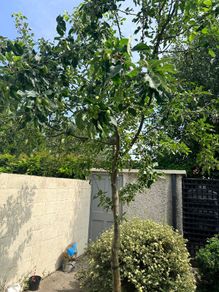 Healthy apple tree