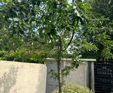 Healthy apple tree
