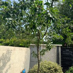 Healthy apple tree