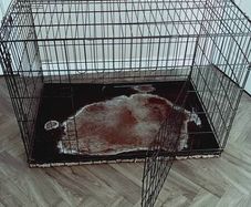 dog cage XL size