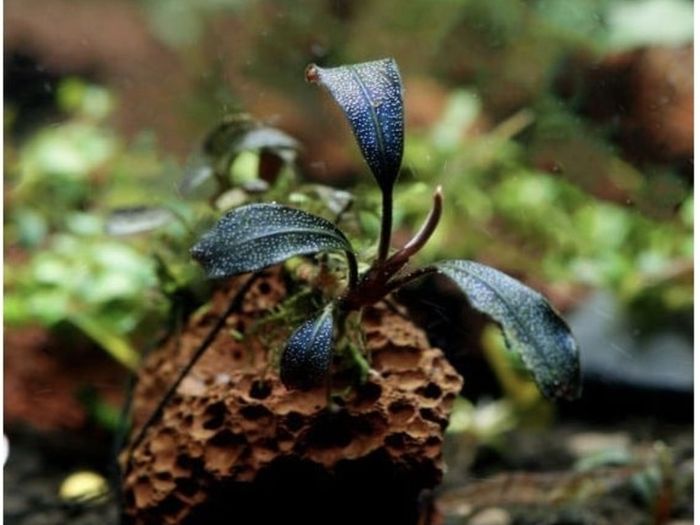 Bucephalandra Plant on Lava Rock