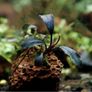 Bucephalandra Plant on Lava Rock Image 3