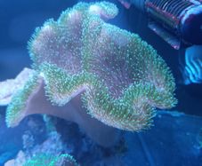Toadstool