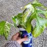 Small house plant bundle + variegated Monstera Image 5