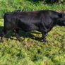 Angus bull Image 3