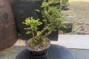 bonsai