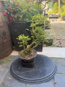 bonsai