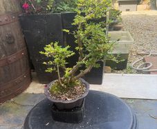 bonsai
