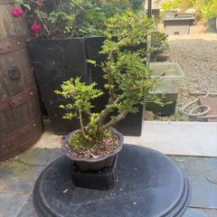 bonsai