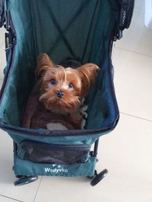 Dog buggy