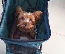 Dog buggy