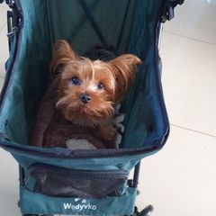 Dog buggy