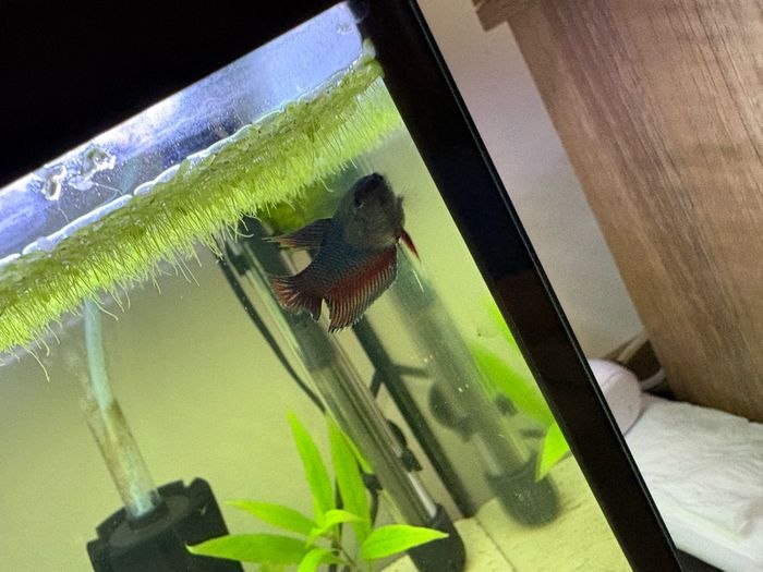 60l fishtank