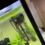 60l fishtank Image 3