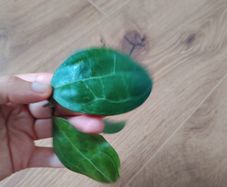 Hoya Elliptica