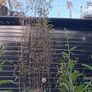 Black stem bamboo Image 2