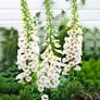 plants Image 3