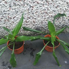 Indoor plants