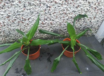 Indoor plants