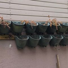 Living wall planters (6)