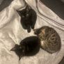 kittens Image 2