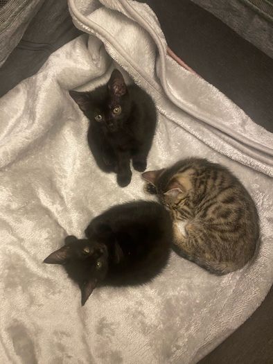 kittens