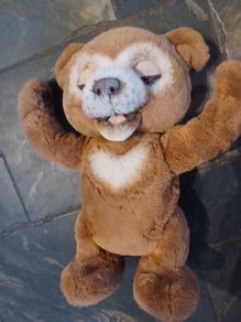 Cubby the Curious Bear