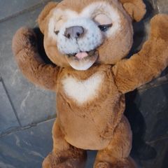Cubby the Curious Bear